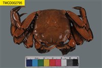 藏品(臺灣扁絨螯蟹)的圖片